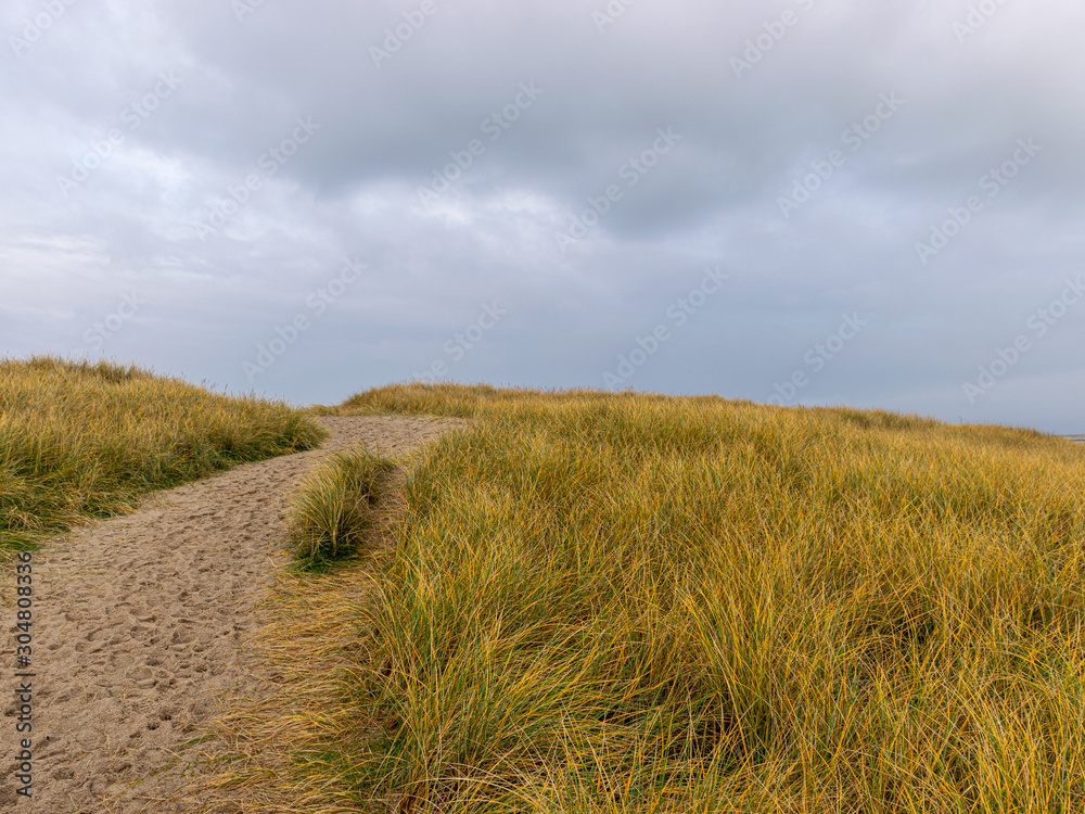 landscape with sandy path in the sea dunes