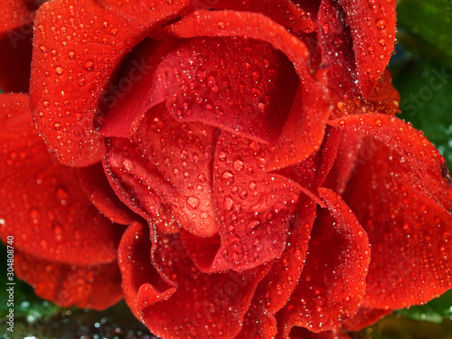 Bud of a red rose in drops close-up. View from above.