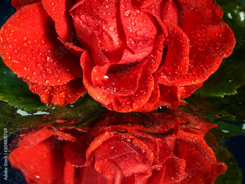 Bud of a red rose in drops close-up. Mirror background.