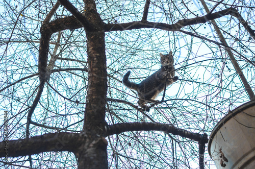 Lonely tabby kitten among dry tree branches, climbed far and trying to find a way further