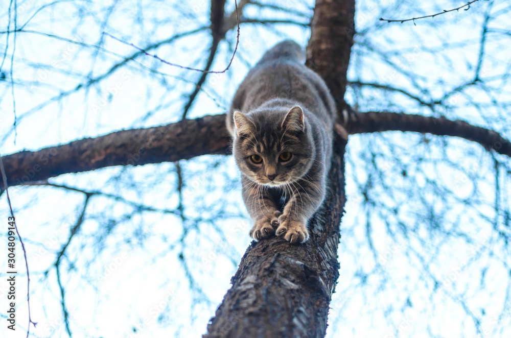 Fluffy tabby kitten gets down from a tree photo from below against a clear autumn sky Fluffy tabby kitten gets down from a tree photo from below against a clear autumn sky
