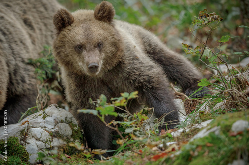 Young brown bear foraging