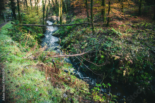 river in the forest in wales