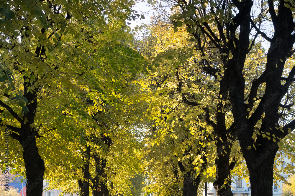 linden alley with backlighting linden alley with backlighting