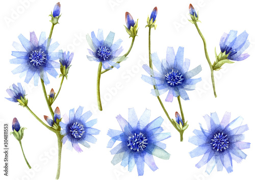 watercolor illustration - chicory flowers and buds