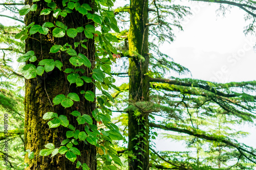 Fotografia, Obraz creeper vines on a tree trunk