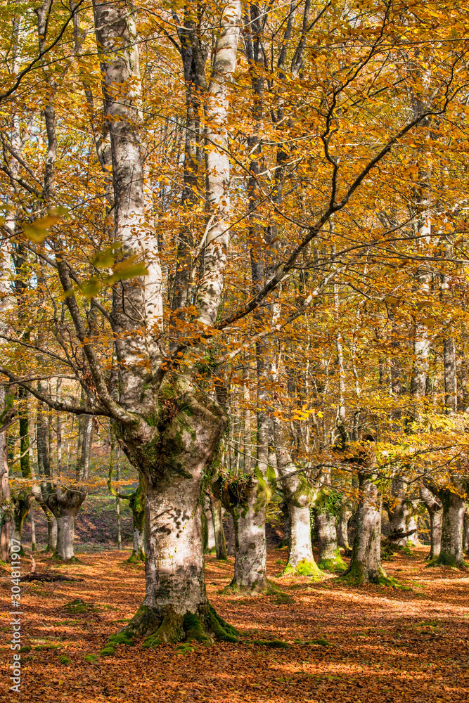Beech forest in autumn a sunny day