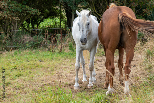 Zwei Pferde auf der Weide © Ralf Gosch