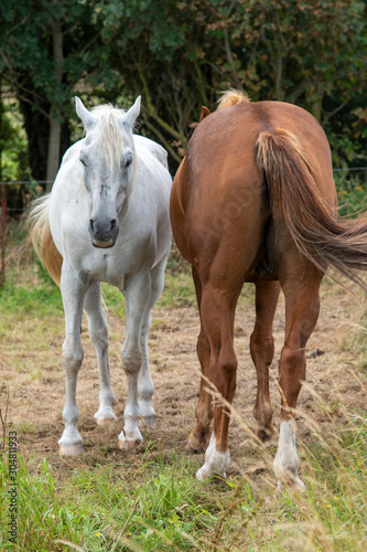Zwei Pferde auf der Weide