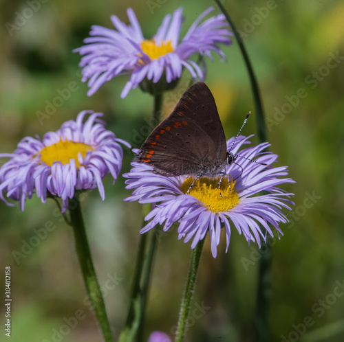 Dark butterfly on purple flower