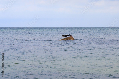 Great black cormorants sitting on the stone of the Baltic Sea.