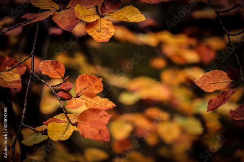 Herbstliches Blattwerk mit Zweigen an einem Baum