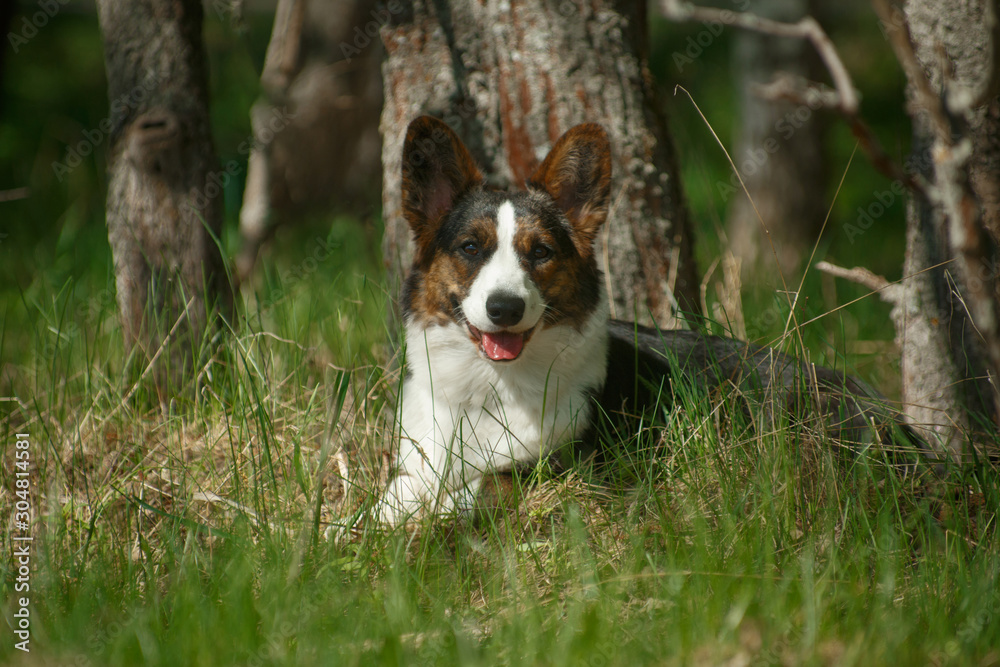 Dog breed Welsh Corgi cardigan lies on the grass
