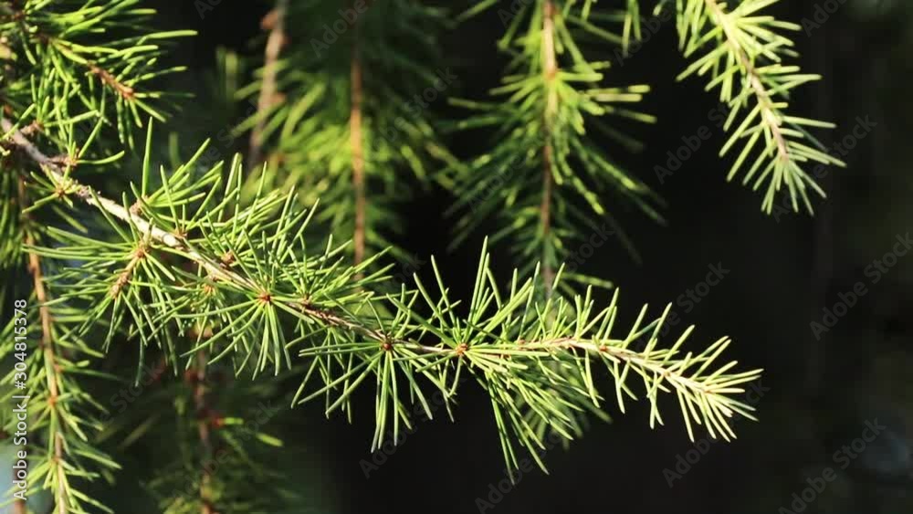 A green branch of a Christmas tree with sharp needles moving in the wind. Pine Tree outdoor. Selective focus. A green branch of a Christmas tree with sharp needles moving in the wind. Pine Tree outdoor. Selective focus.