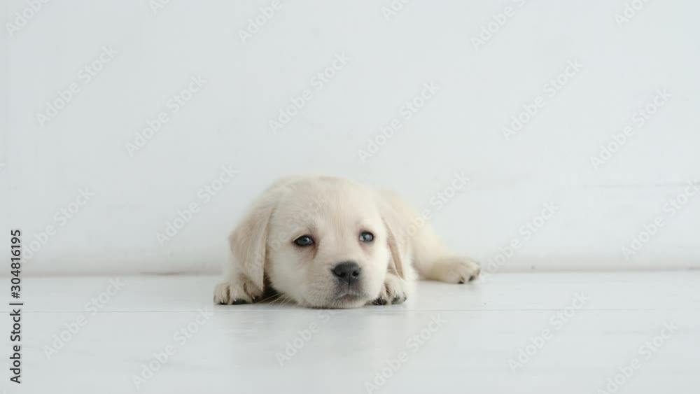 Portrait of resting labrador puppy on a white floor at home