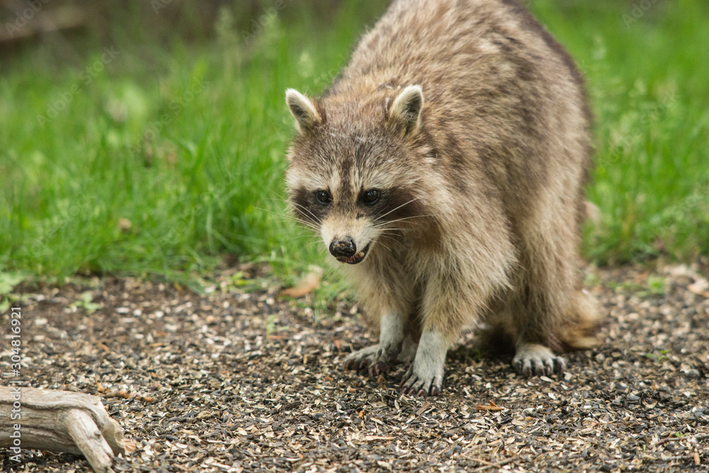 Raccon Raccon