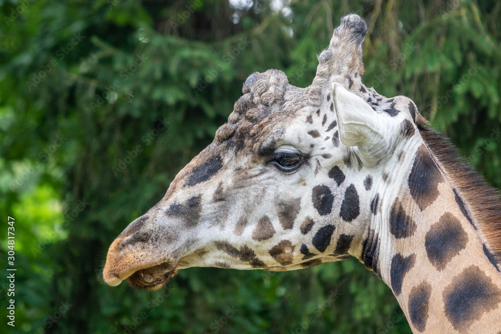 Fototapeta premium Profile of a jiraffe head