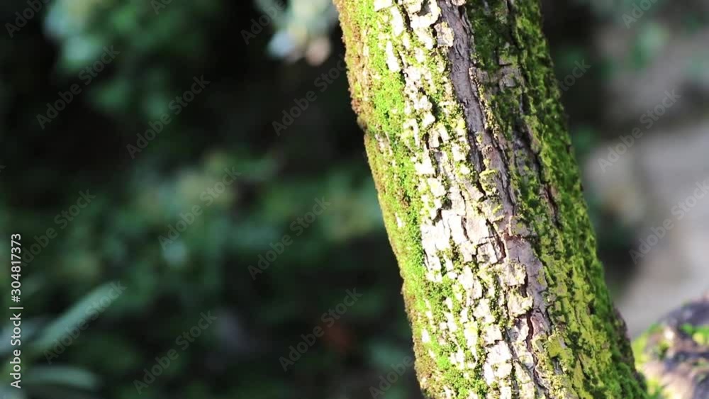 Blurred background of the forest on a sunny day with a tree in the foreground. Blurred background of the forest on a sunny day with a tree in the foreground.