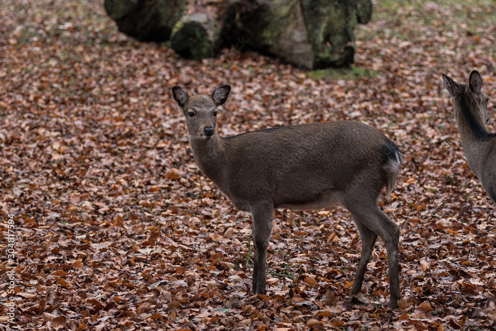 curious sika deer on autumnal leaves