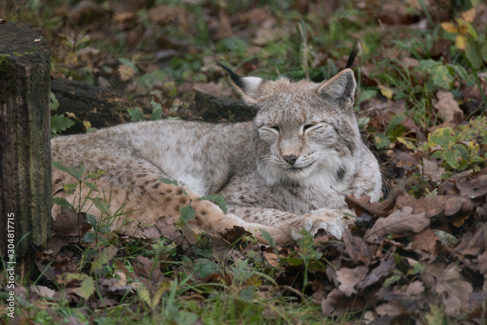 Obraz premium lynx bobcat sleeping on forest floor
