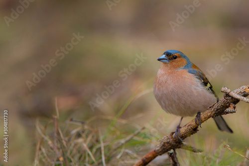 A male Chaffinch (Fringilla coelebs). © Ivan