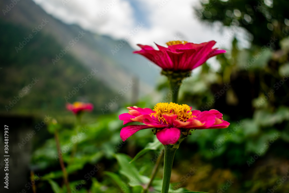 A mountain flower, Tirthan Valley A mountain flower, Tirthan Valley