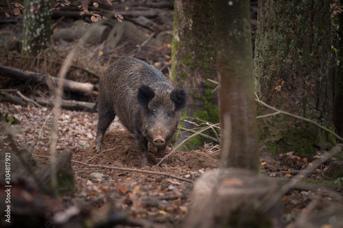 wild boar on forest floor