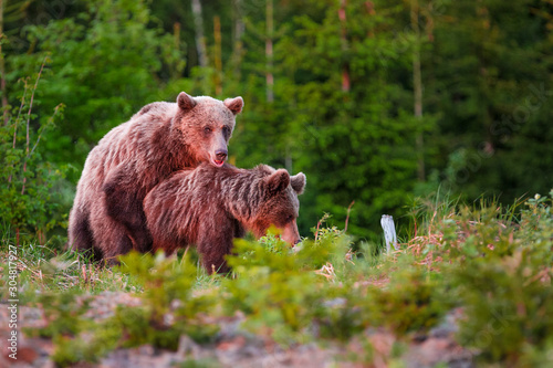 Close-up of two young Eurasian brown bears in boreal forest, Slivakia
