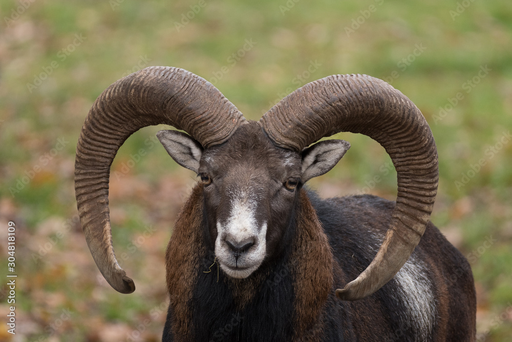 Mouflon Mouflon