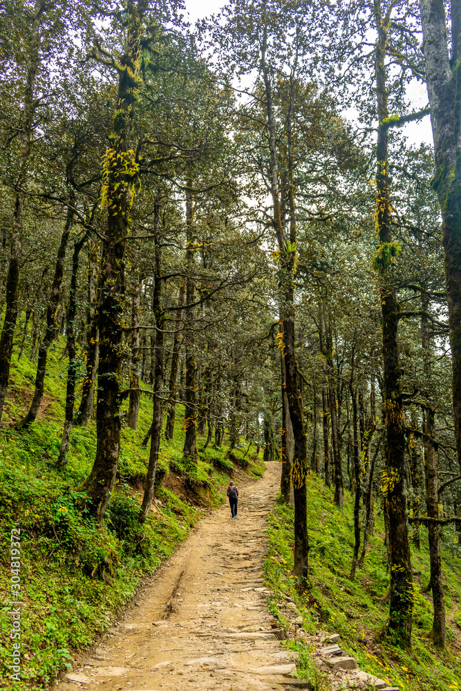 A forest trail, Jalori Pass, Tirthan Valley, Himachal Pradesh, India A forest trail, Jalori Pass, Tirthan Valley, Himachal Pradesh, India