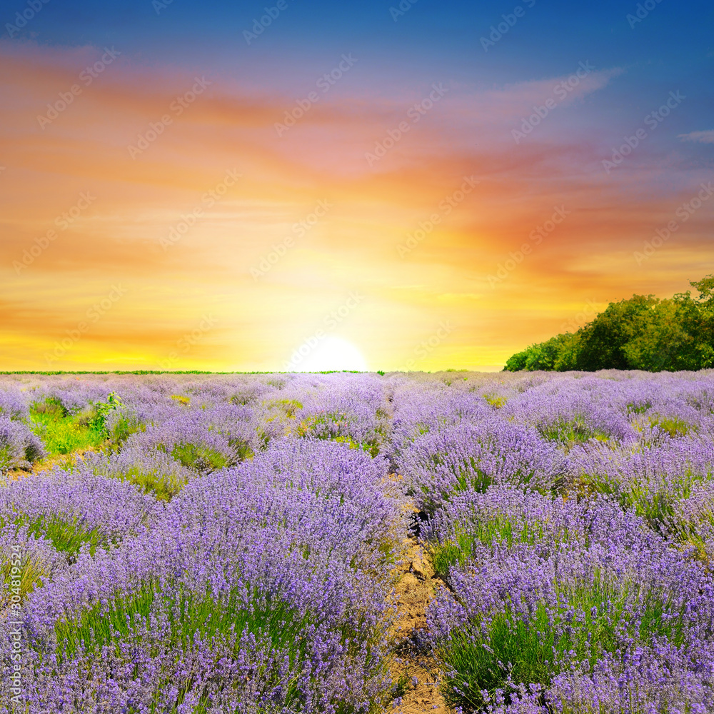 Obraz premium Sunrise over lavender field.