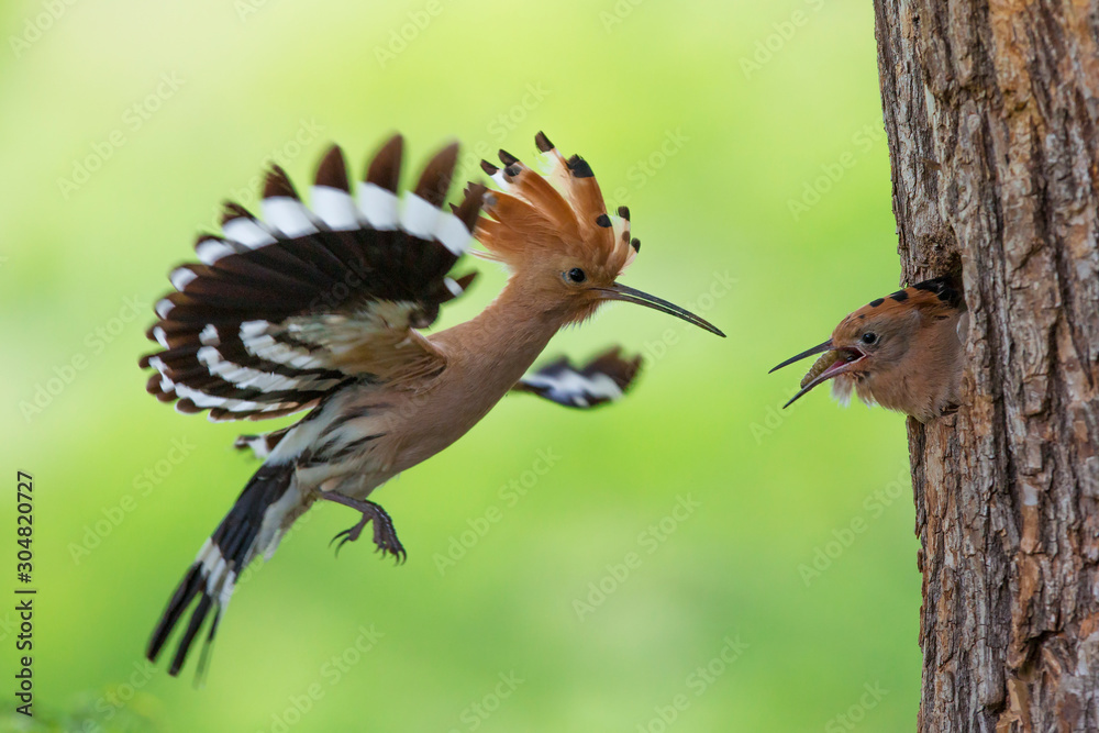 Fototapeta premium Eurasian Hoopoe or Common hoopoe (Upupa epops)