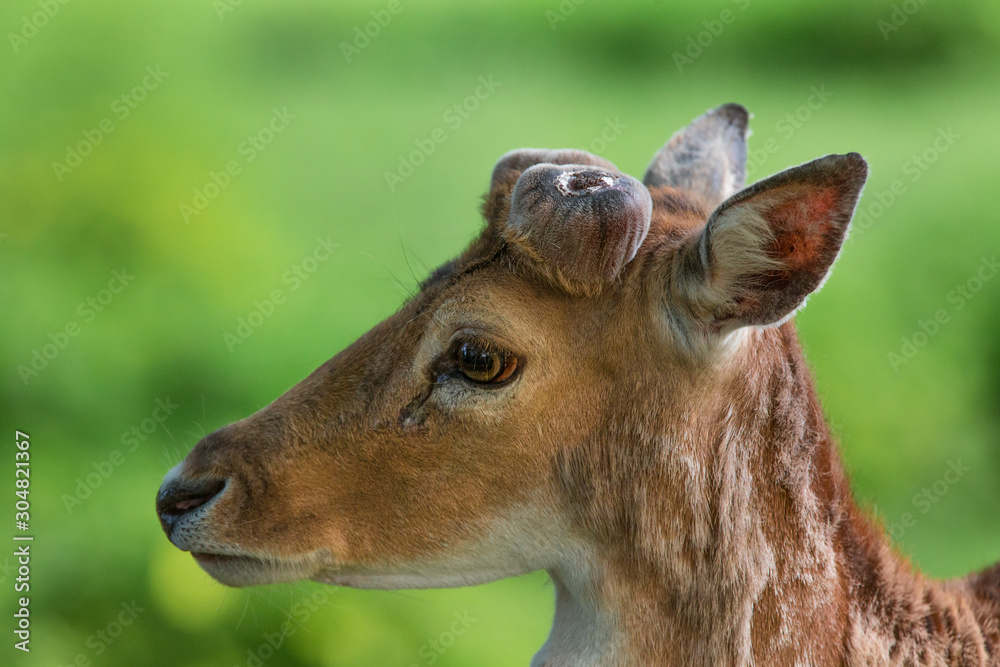 Fototapeta premium Wild fallow deer (dama dama) in nature , close up view.