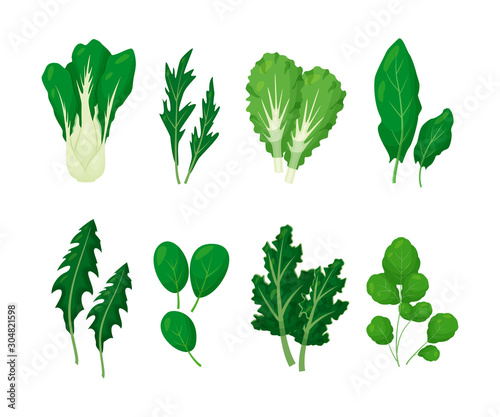 Green salad vegetables leaves set vector illustration isolated on white