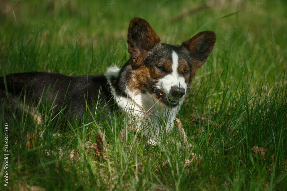 Welsh Corgi dog breed cardigan grimaces Welsh Corgi dog breed cardigan grimaces