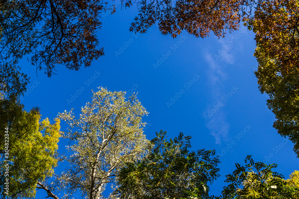 Fototapeta premium autumn alley in the park with colorful leaves