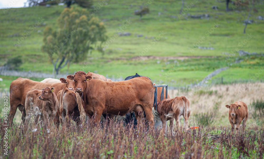 family of cows and calves grazing in their natural habitat family of cows and calves grazing in their natural habitat