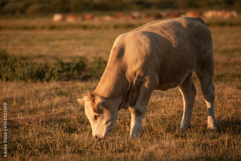Fototapeta premium A light brown cow is grazing on a pasture in the warm evening light on a late summerâ€™s day.