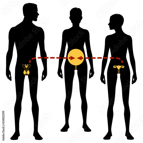 Male and females body silhouette and reproductive system. Surrogacy and in vitro fertilization, Isolated perfect image symbols on white background. Vector illustration. photo
