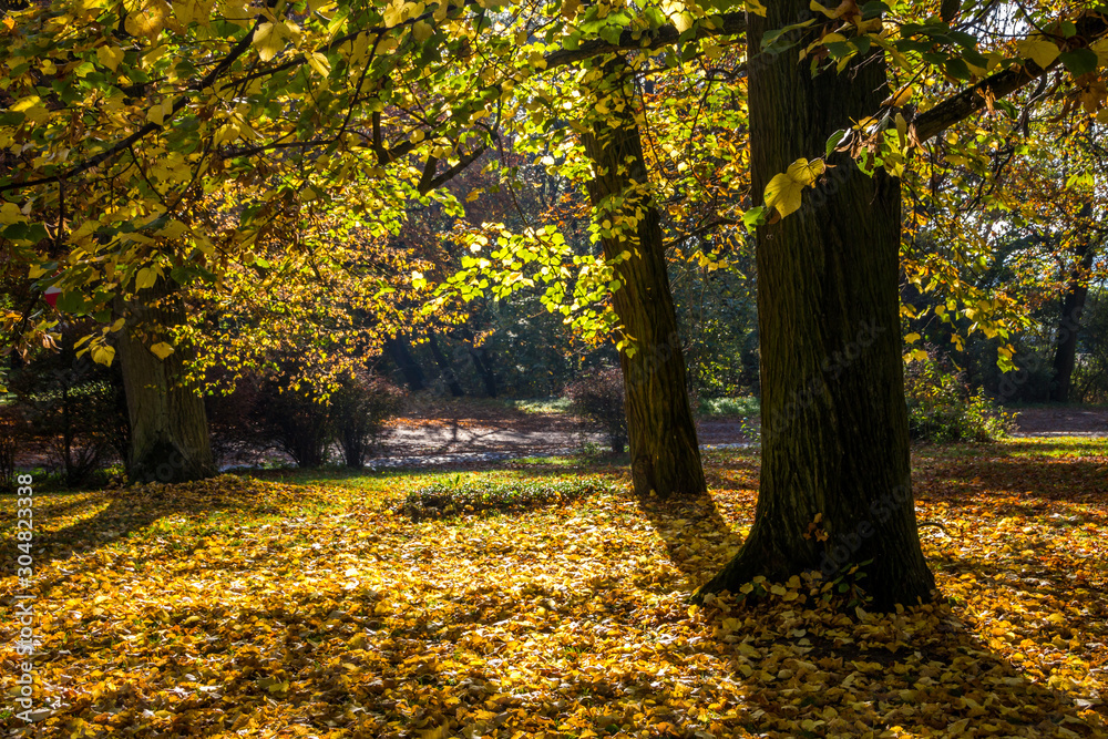 autumn alley in the park with colorful leaves autumn alley in the park with colorful leaves