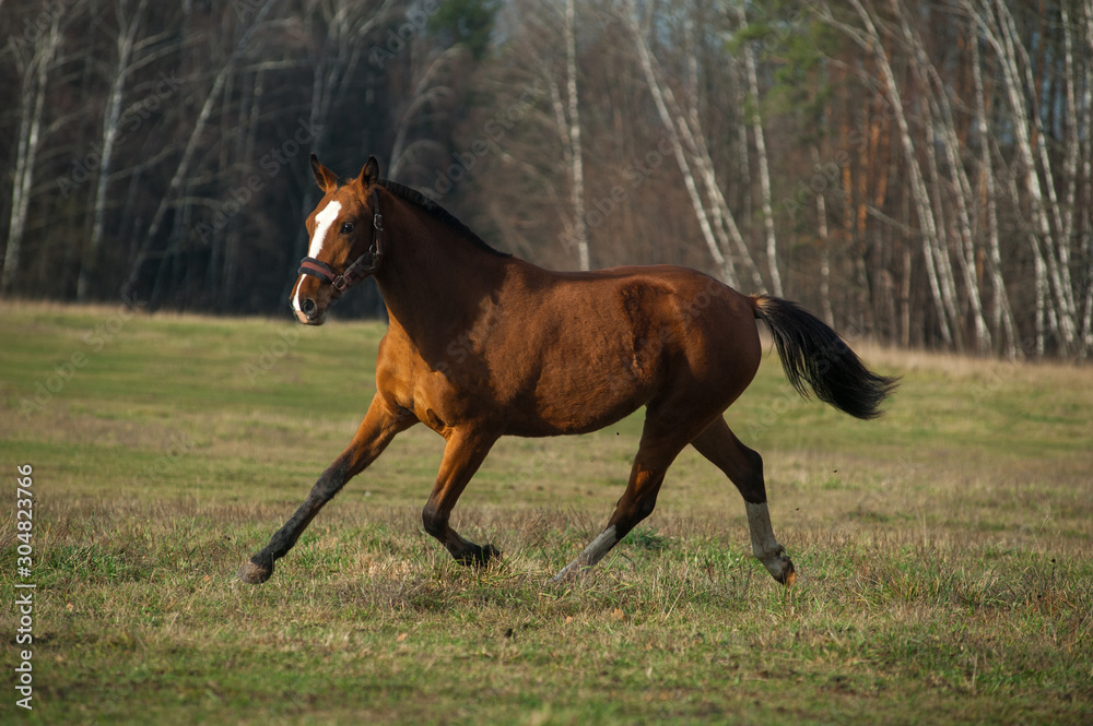 Young sportive horse training in fields