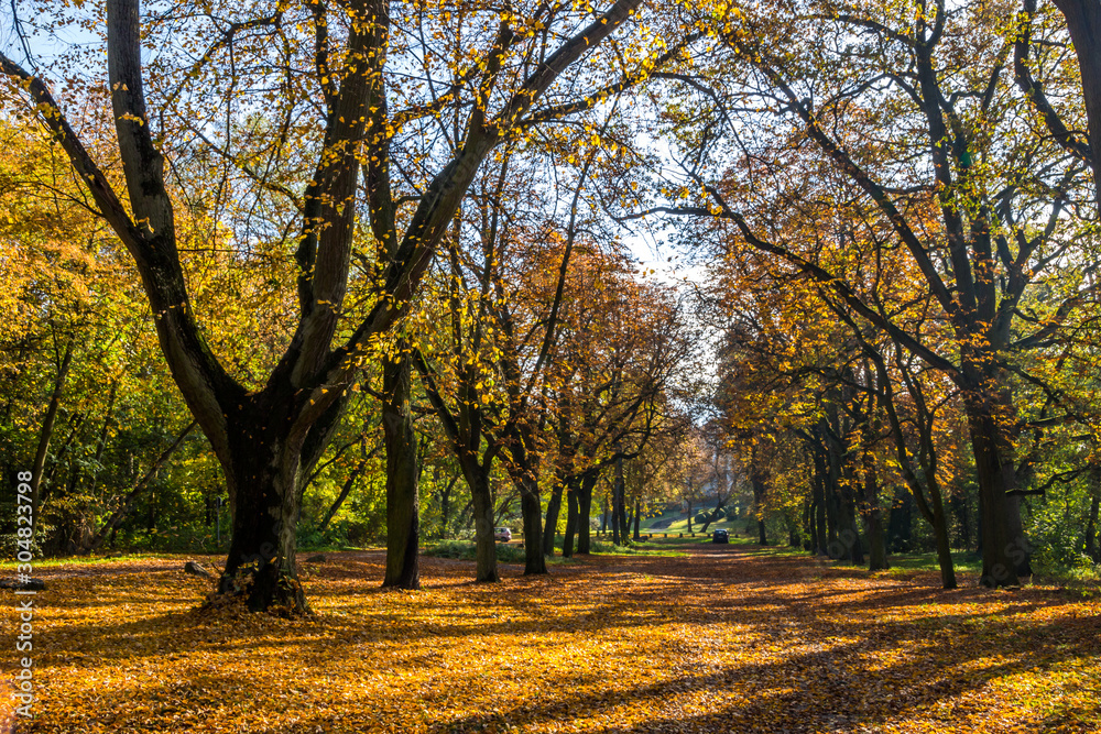 autumn alley in the park with colorful leaves