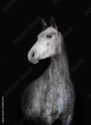 Young dapple gray horse on a black background