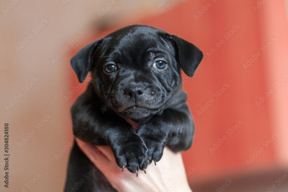 Human hands holding cute little black puppy. Beautiful dog of staffordshire bull terrier breed. Indoors, copy space, selective focus.