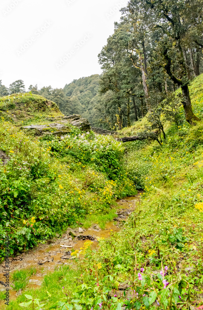 A forest trail, Jalori Pass, Tirthan Valley, Himachal Pradesh, India