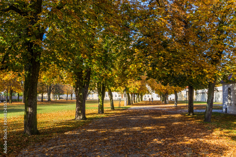 Naklejka premium autumn alley in the park with colorful leaves