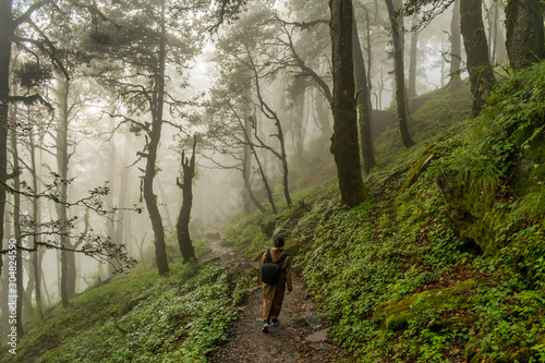 A forest trail, Jalori Pass, Tirthan Valley, Himachal Pradesh, India © Sondipon