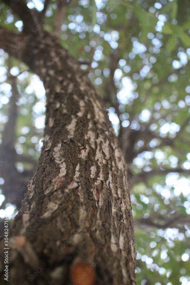 trunk of a tree