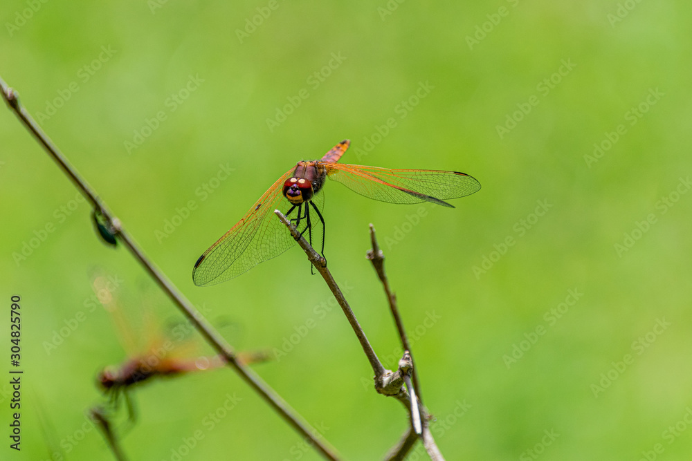 Male red-veined dropwing dragonfly (Trithemis arteriosa) perched on a bare twig. Entebbe, Uganda Male red-veined dropwing dragonfly (Trithemis arteriosa) perched on a bare twig. Entebbe, Uganda
