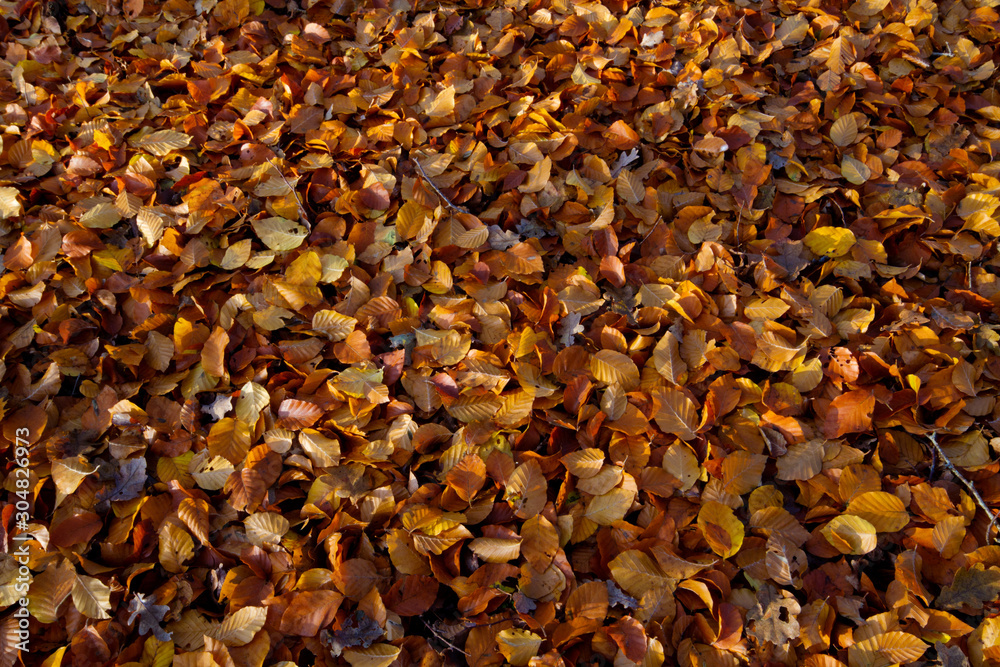 Ground covered with brown and yellow leaf litter of a Beech